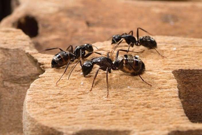 Ants Pest Control Services