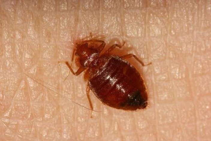 Bed Bugs Pest Control Services