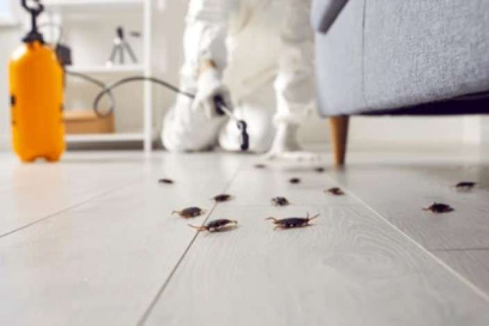 Cockroach Pest Control Services