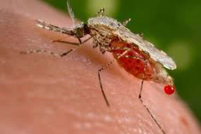 Mosquito Pest Control Services
