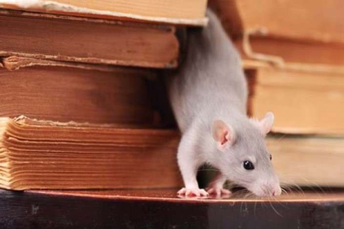 Rodent Pest Control Services