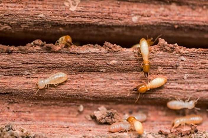 Termite Pest Control Services