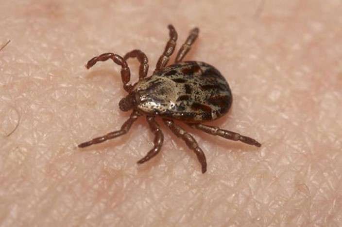 Ticks Pest Control Services